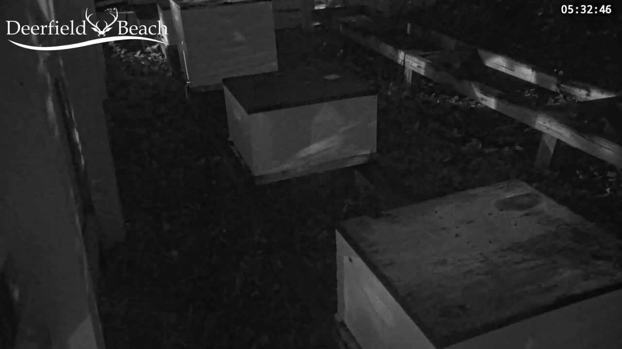 Deerfield Beach City Bee Apiary Farm Live Cam - Deerfield Beach, Broward, Florida, USA