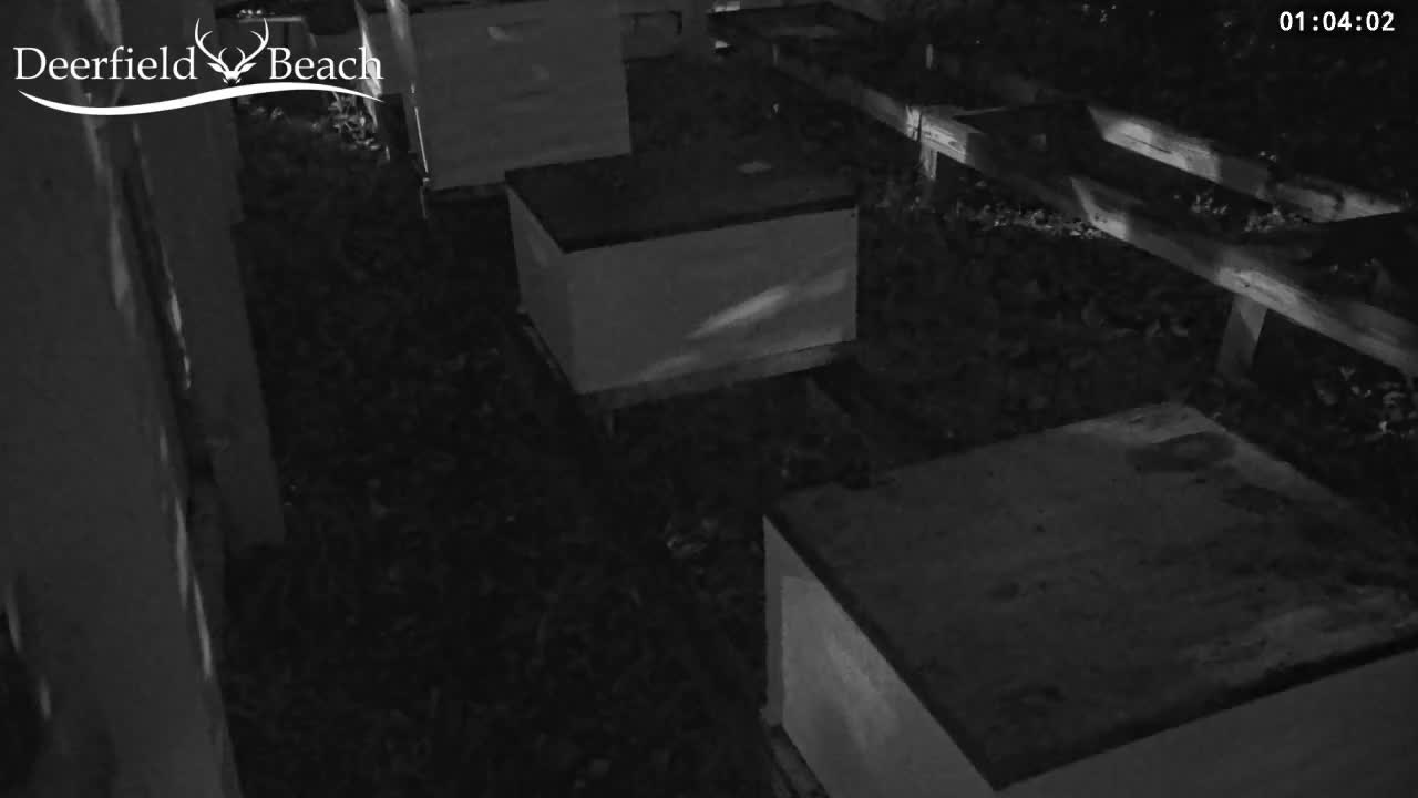 Deerfield Beach City Bee Apiary Farm Live Cam - Deerfield Beach, Broward, Florida, USA