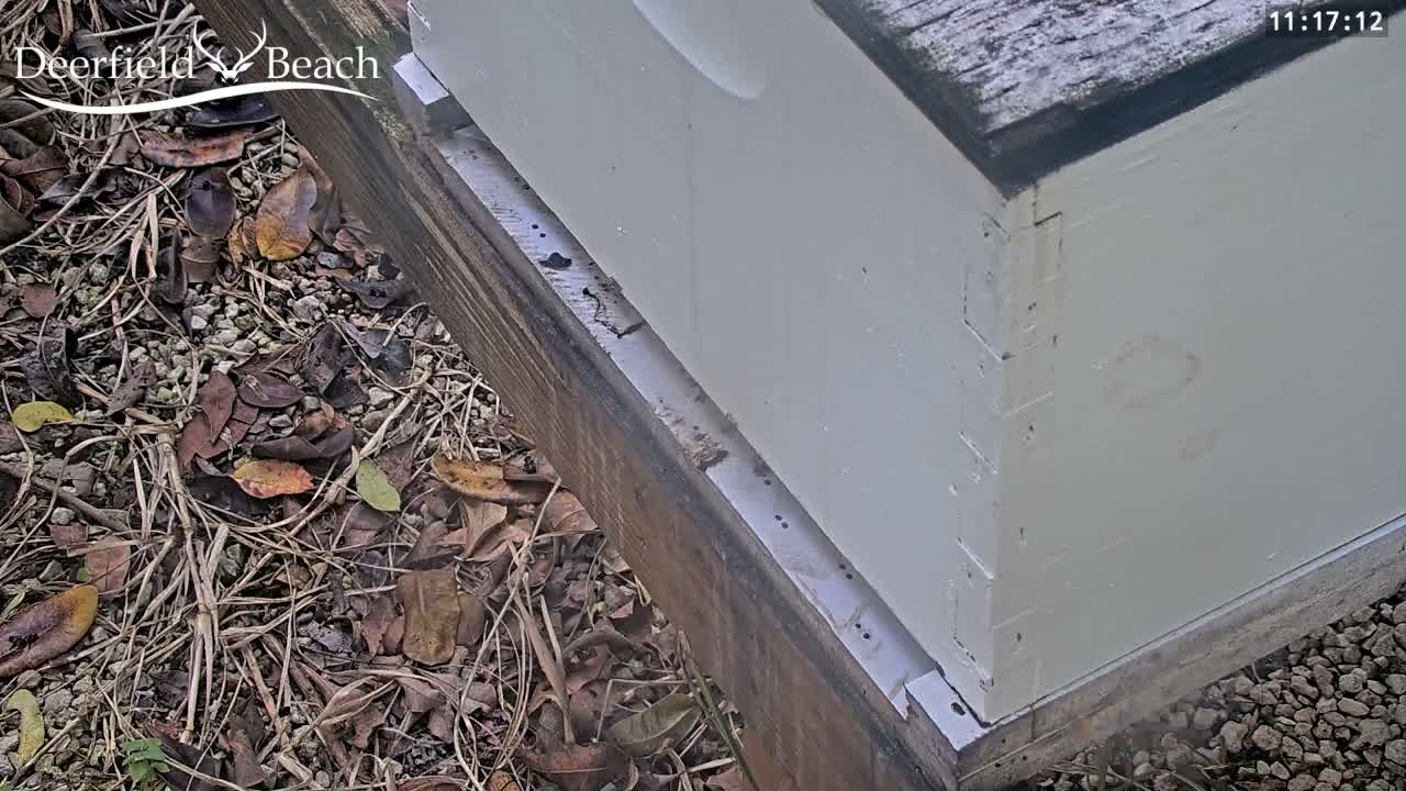 Deerfield Beach City Bee Apiary Farm Live Cam - Deerfield Beach, Broward, Florida, USA