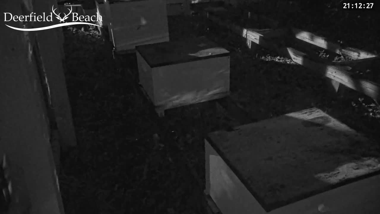 Deerfield Beach City Bee Apiary Farm Live Cam - Deerfield Beach, Broward, Florida, USA