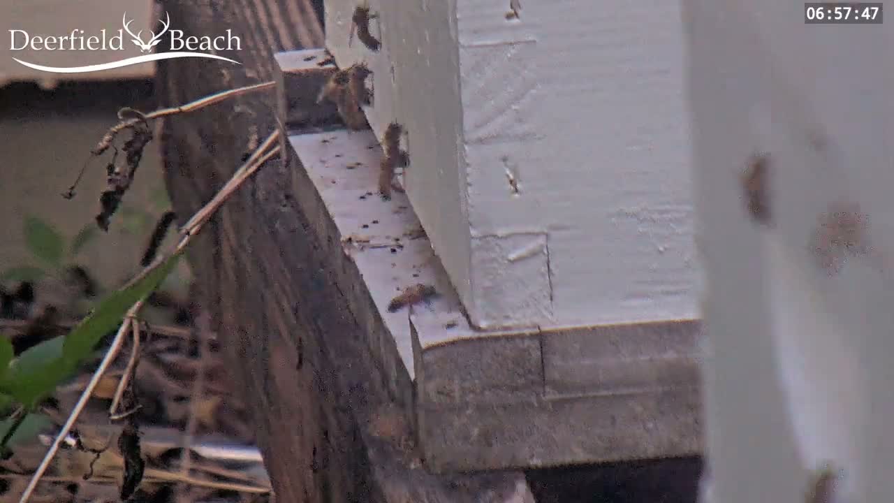 Deerfield Beach City Bee Apiary Farm Live Cam - Deerfield Beach, Broward, Florida, USA