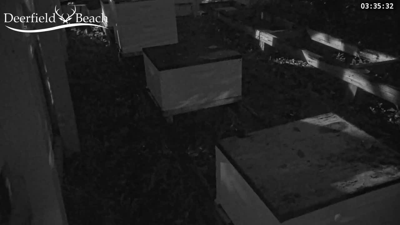 Deerfield Beach City Bee Apiary Farm Live Cam - Deerfield Beach, Broward, Florida, USA