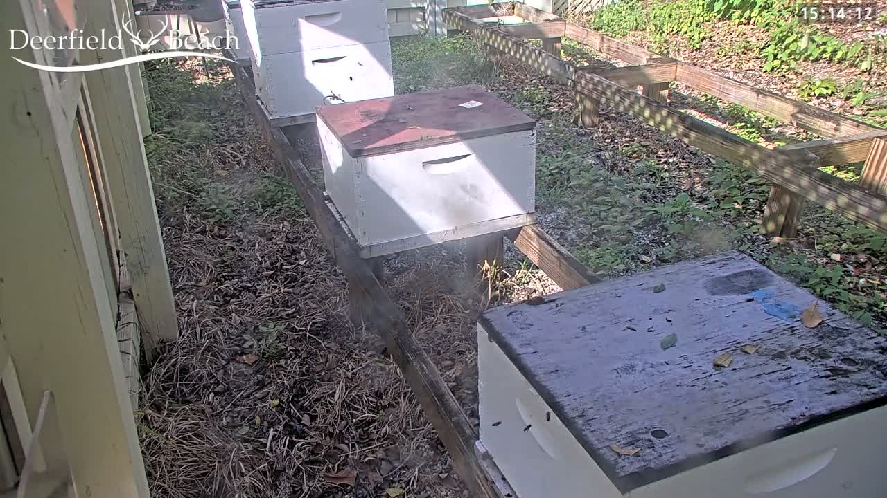 Deerfield Beach City Bee Apiary Farm Live Cam - Deerfield Beach, Broward, Florida, USA