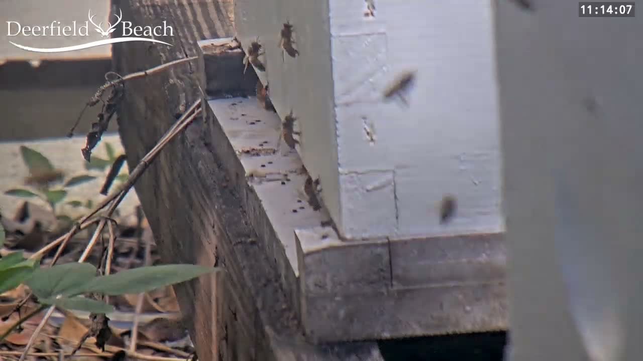 Deerfield Beach City Bee Apiary Farm Live Cam - Deerfield Beach, Broward, Florida, USA