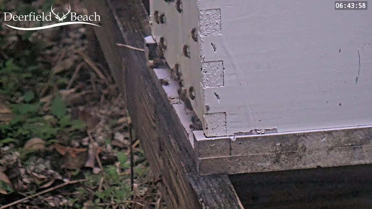 Deerfield Beach City Bee Apiary Farm Live Cam - Deerfield Beach, Broward, Florida, USA