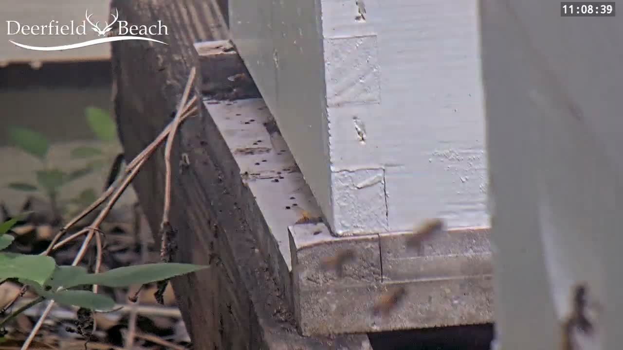 Deerfield Beach City Bee Apiary Farm Live Cam - Deerfield Beach, Broward, Florida, USA