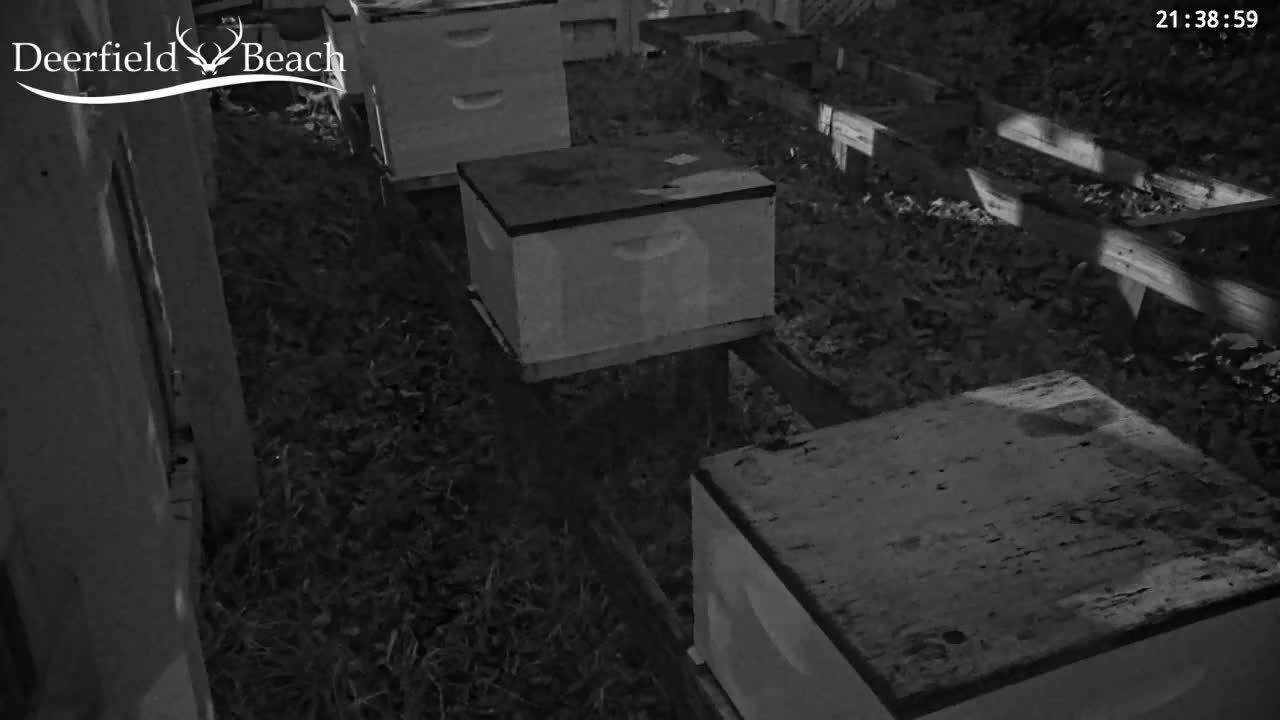 Deerfield Beach City Bee Apiary Farm Live Cam - Deerfield Beach, Broward, Florida, USA