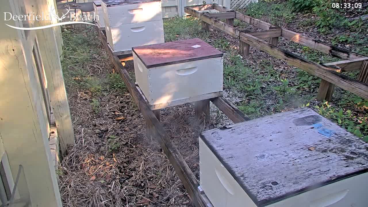 Deerfield Beach City Bee Apiary Farm Live Cam - Deerfield Beach, Broward, Florida, USA