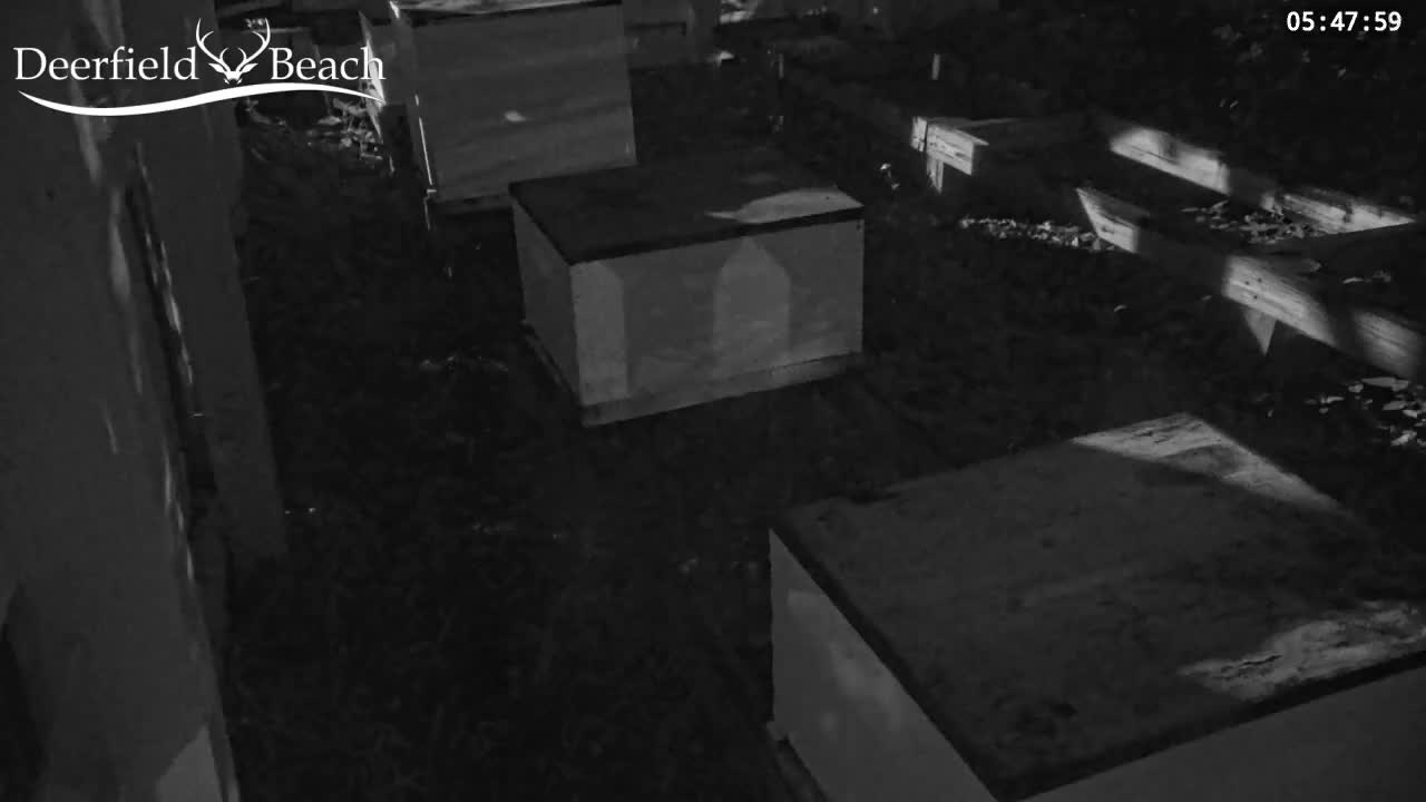 Deerfield Beach City Bee Apiary Farm Live Cam - Deerfield Beach, Broward, Florida, USA