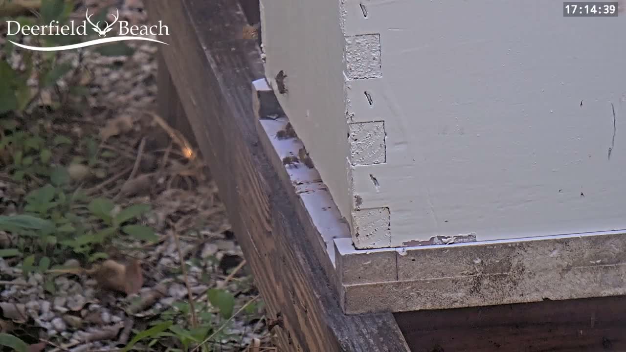 Deerfield Beach City Bee Apiary Farm Live Cam - Deerfield Beach, Broward, Florida, USA