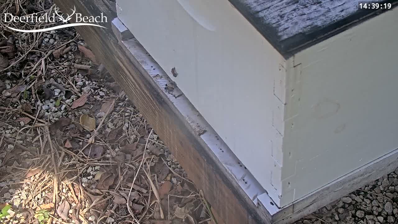 Deerfield Beach City Bee Apiary Farm Live Cam - Deerfield Beach, Broward, Florida, USA