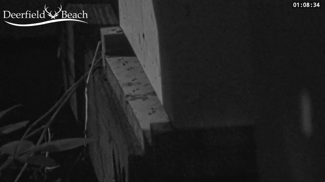 Deerfield Beach City Bee Apiary Farm Live Cam - Deerfield Beach, Broward, Florida, USA