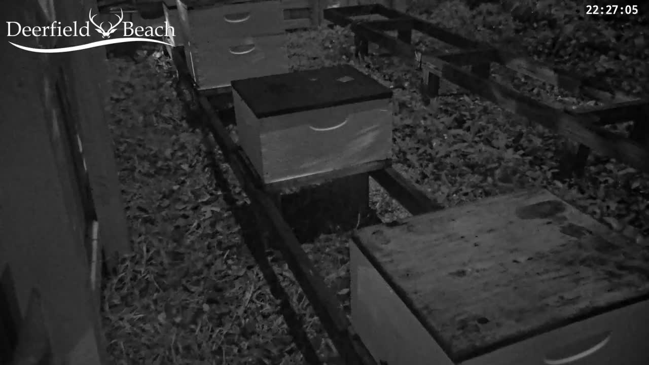 Deerfield Beach City Bee Apiary Farm Live Cam - Deerfield Beach, Broward, Florida, USA