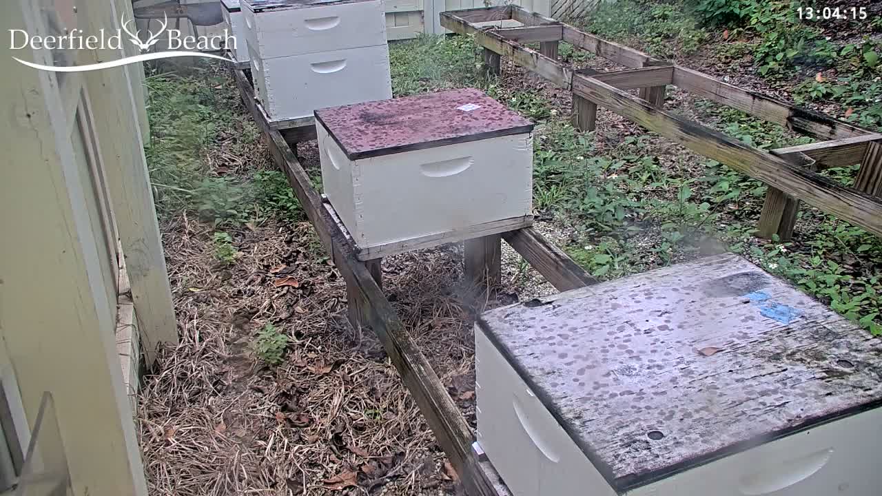 Deerfield Beach City Bee Apiary Farm Live Cam - Deerfield Beach, Broward, Florida, USA