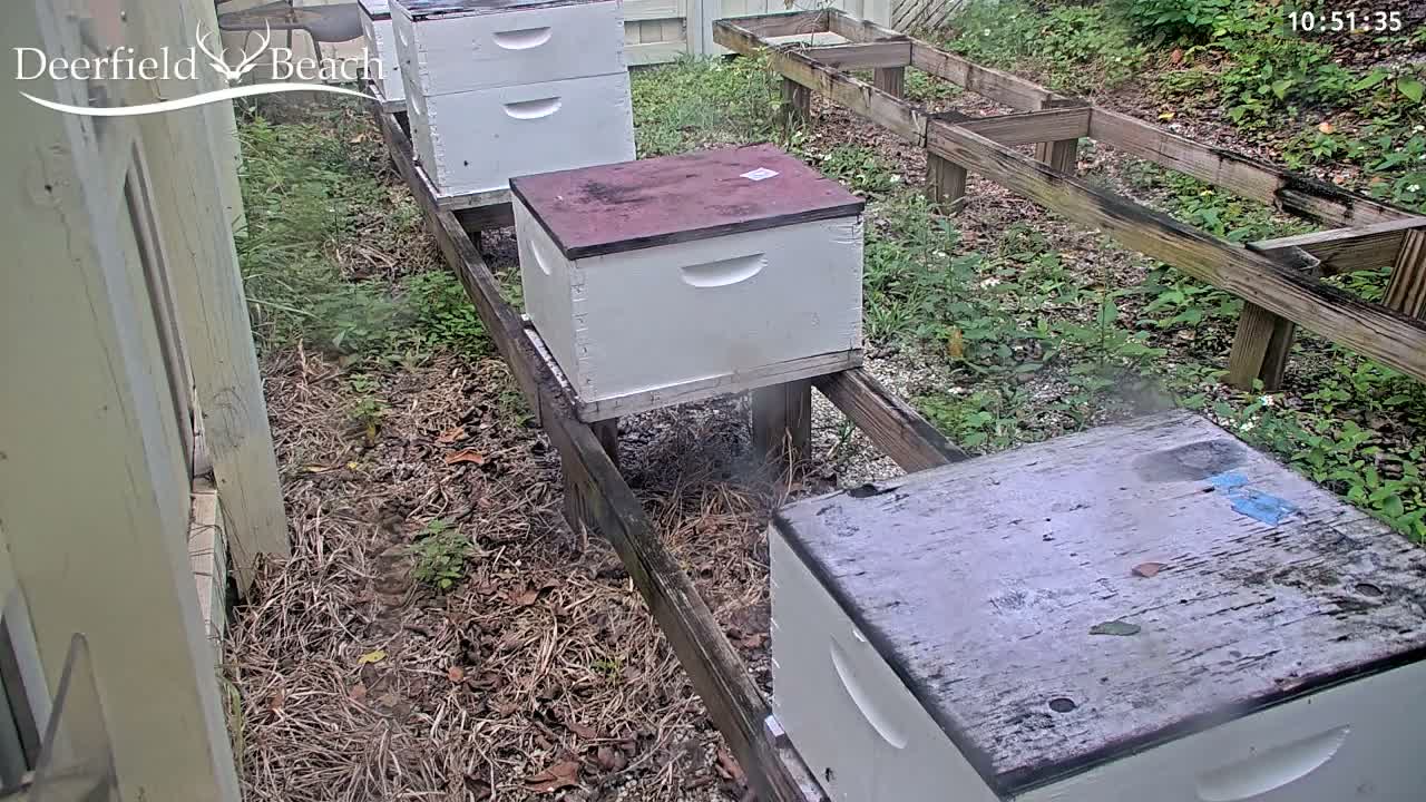 Deerfield Beach City Bee Apiary Farm Live Cam - Deerfield Beach, Broward, Florida, USA