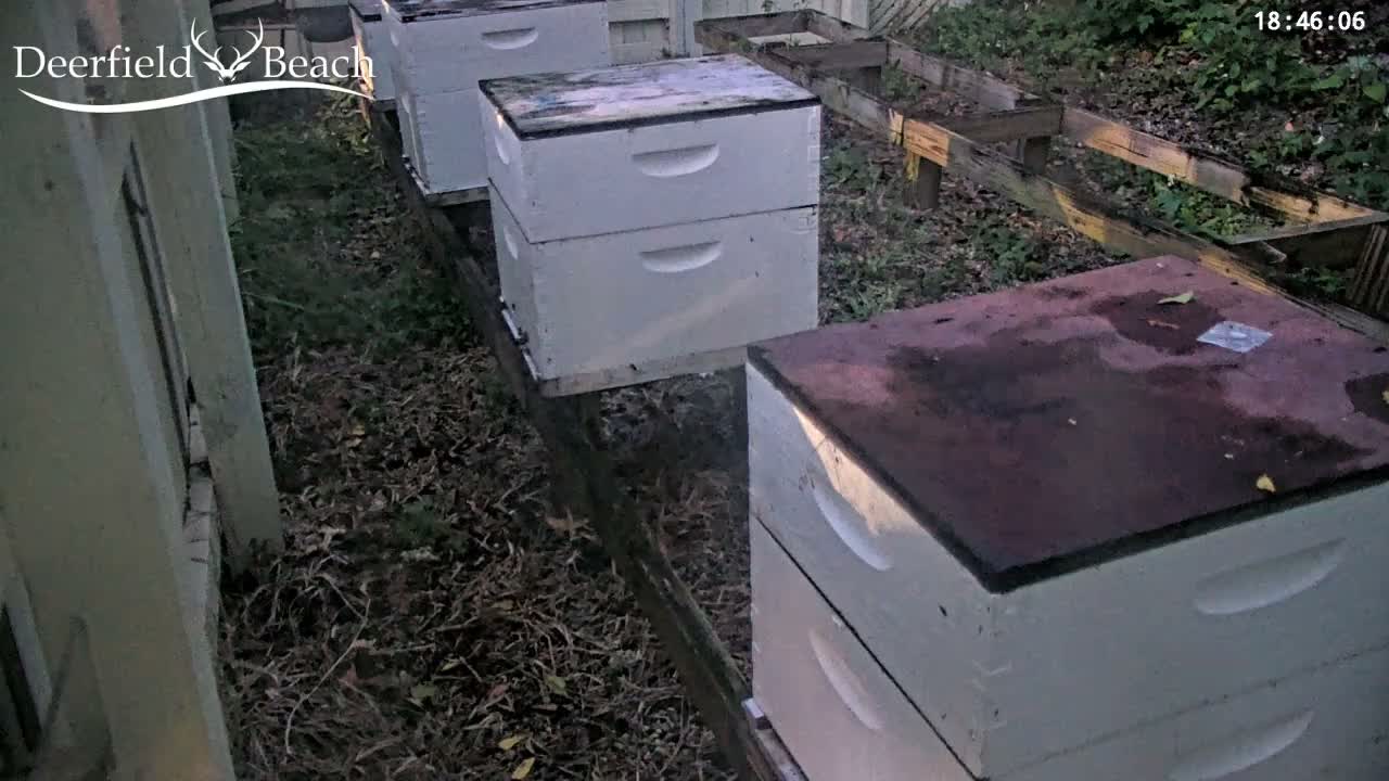 Deerfield Beach City Bee Apiary Farm Live Cam - Deerfield Beach, Broward, Florida, USA