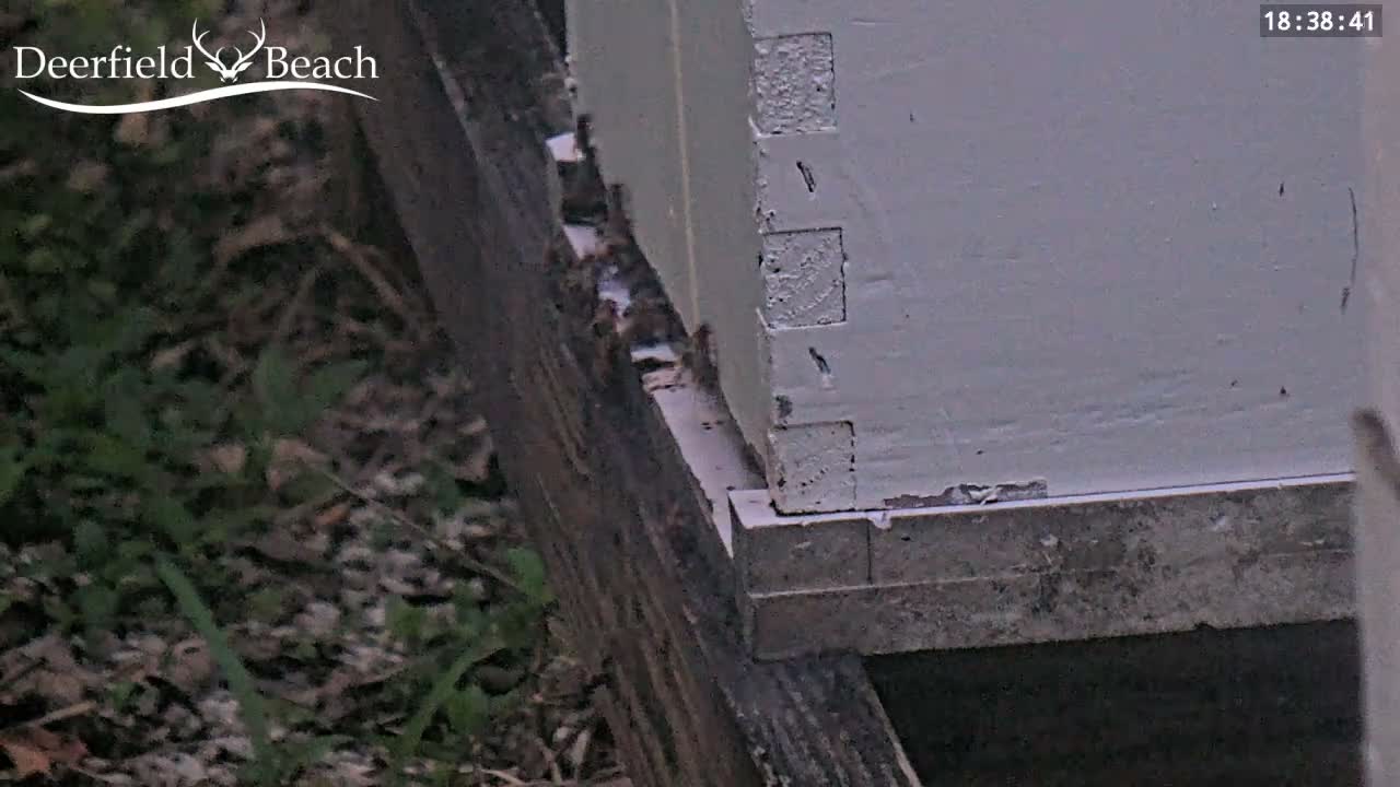 Deerfield Beach City Bee Apiary Farm Live Cam - Deerfield Beach, Broward, Florida, USA