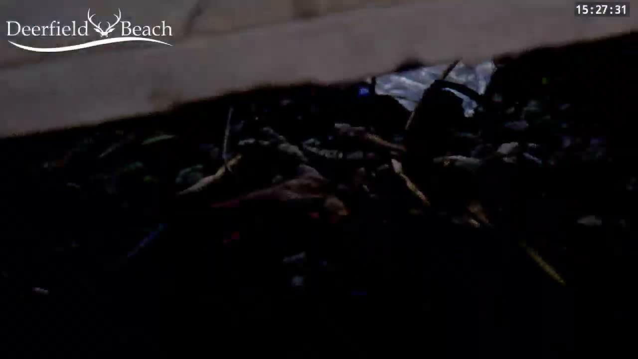 Deerfield Beach City Bee Apiary Farm Live Cam - Deerfield Beach, Broward, Florida, USA