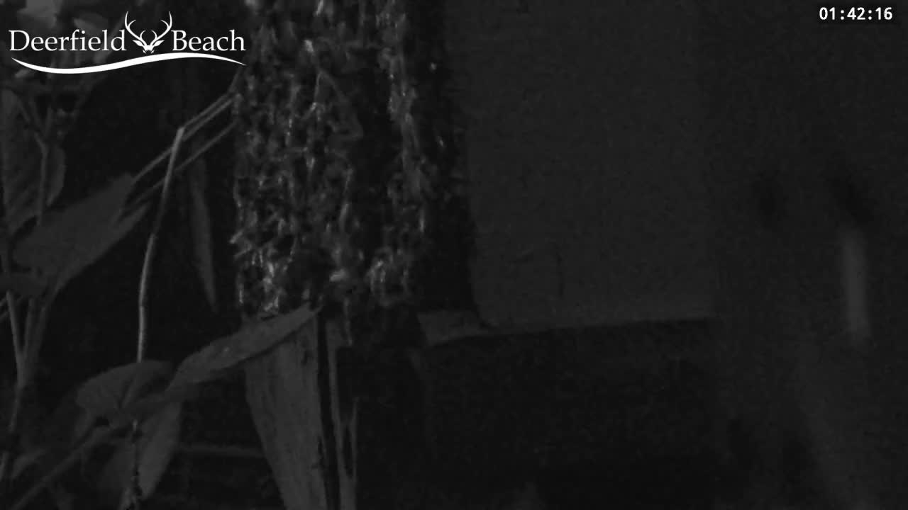 Deerfield Beach City Bee Apiary Farm Live Cam - Deerfield Beach, Broward, Florida, USA