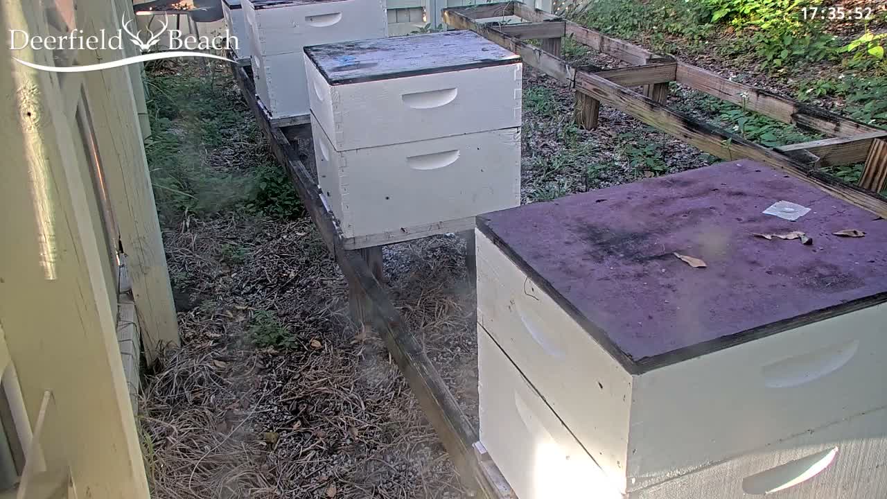 Deerfield Beach City Bee Apiary Farm Live Cam - Deerfield Beach, Broward, Florida, USA