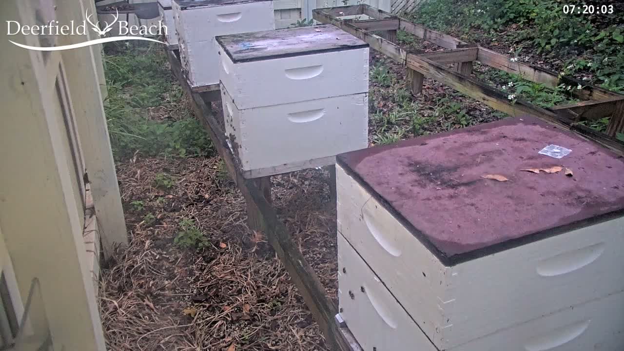 Deerfield Beach City Bee Apiary Farm Live Cam - Deerfield Beach, Broward, Florida, USA