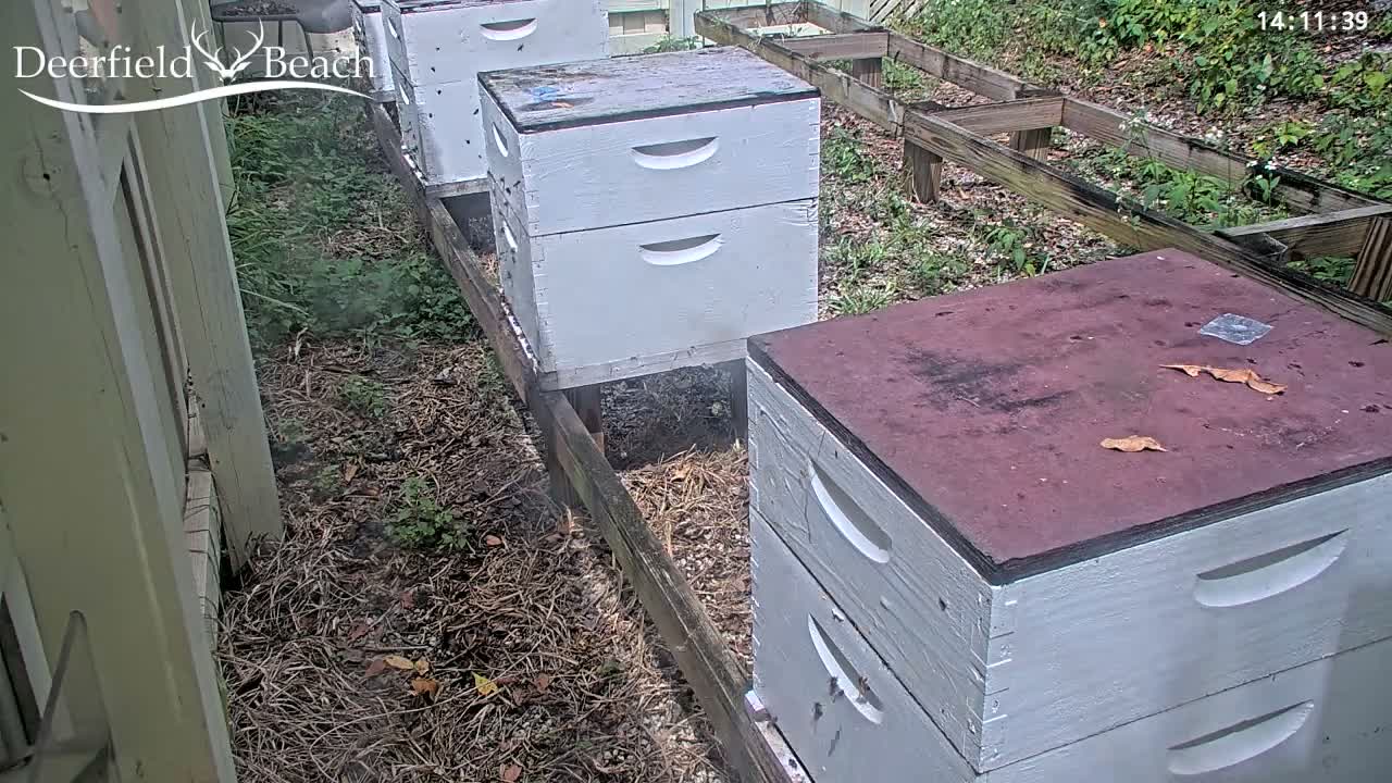 Deerfield Beach City Bee Apiary Farm Live Cam - Deerfield Beach, Broward, Florida, USA