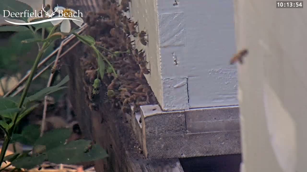 Deerfield Beach City Bee Apiary Farm Live Cam - Deerfield Beach, Broward, Florida, USA