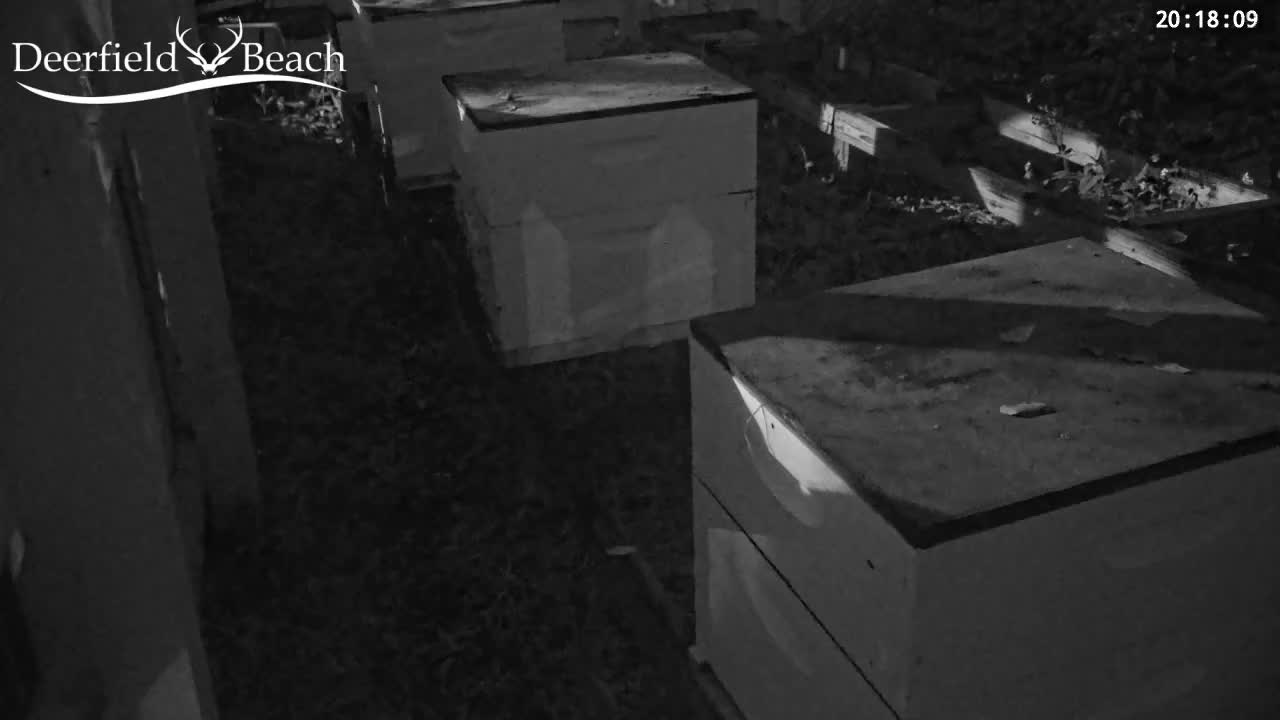 Deerfield Beach City Bee Apiary Farm Live Cam - Deerfield Beach, Broward, Florida, USA