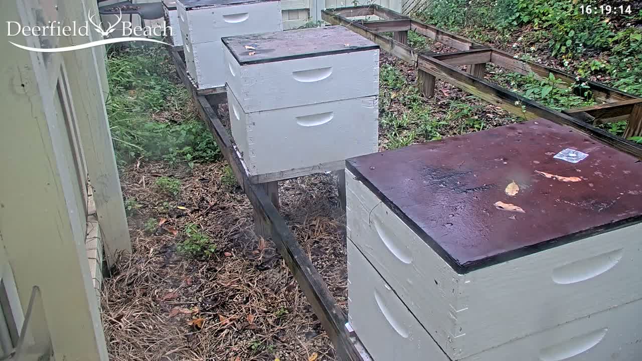 Deerfield Beach City Bee Apiary Farm Live Cam - Deerfield Beach, Broward, Florida, USA