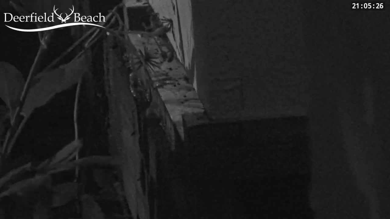 Deerfield Beach City Bee Apiary Farm Live Cam - Deerfield Beach, Broward, Florida, USA