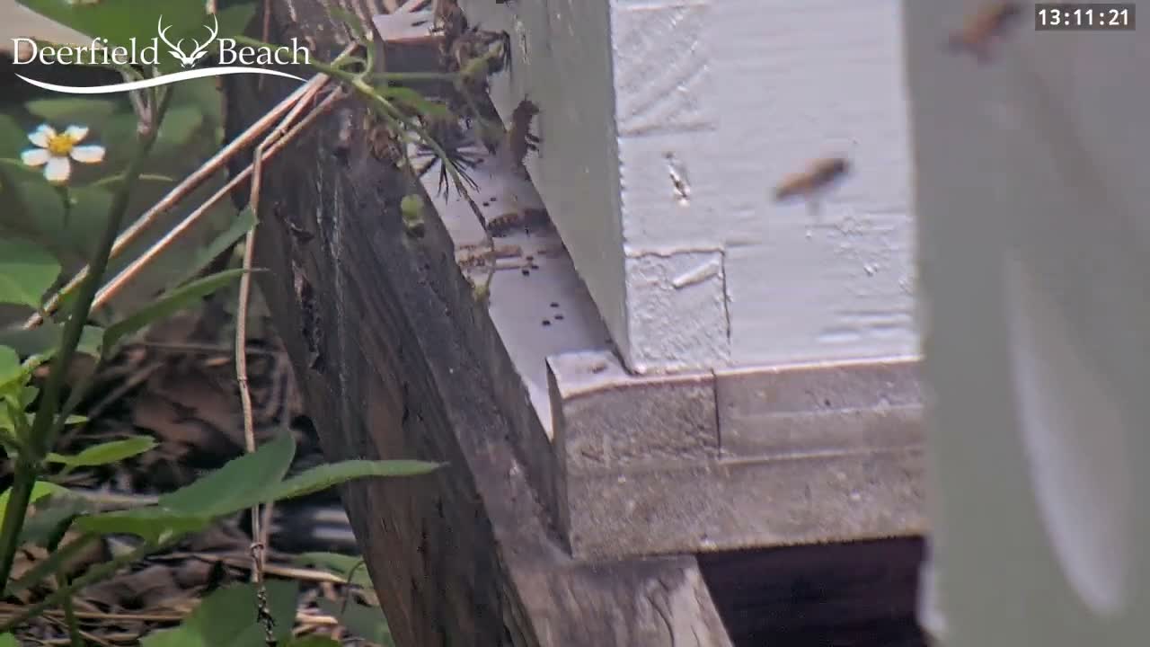 Deerfield Beach City Bee Apiary Farm Live Cam - Deerfield Beach, Broward, Florida, USA