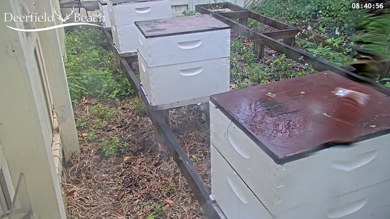 Deerfield Beach City Bee Apiary Farm Live Cam - Deerfield Beach, Broward, Florida, USA