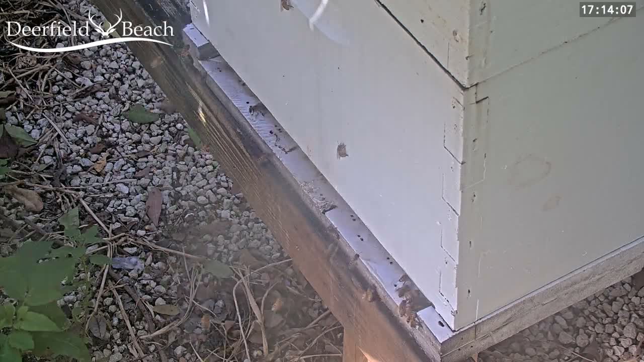 Deerfield Beach City Bee Apiary Farm Live Cam - Deerfield Beach, Broward, Florida, USA
