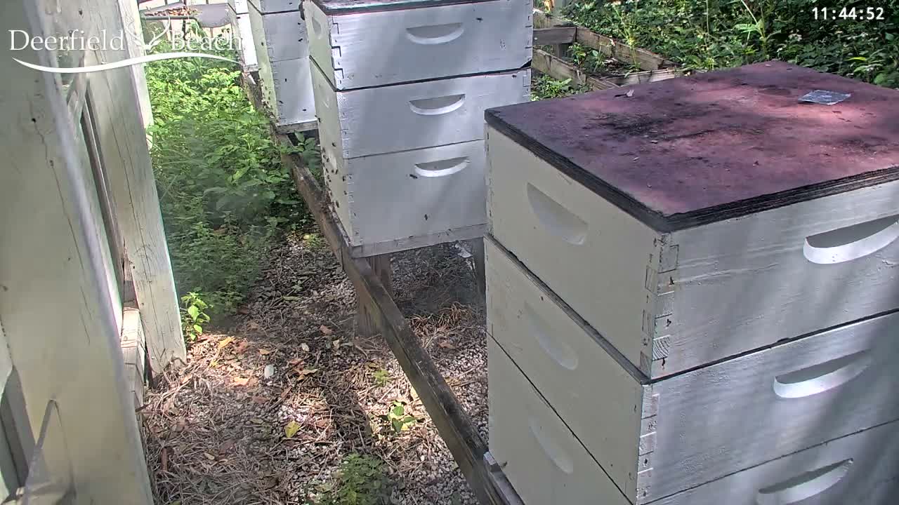 Three white beehives are arranged in a row on sparse, grassy ground next to a wooden fence outdoors, under clear night conditions.