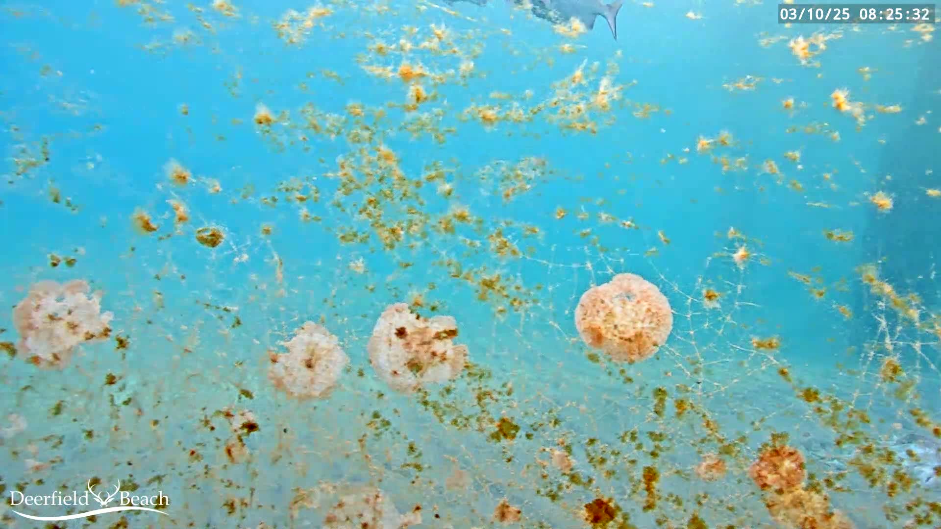 An underwater view shows several jellyfish and a scattering of brown particles in light blue water.