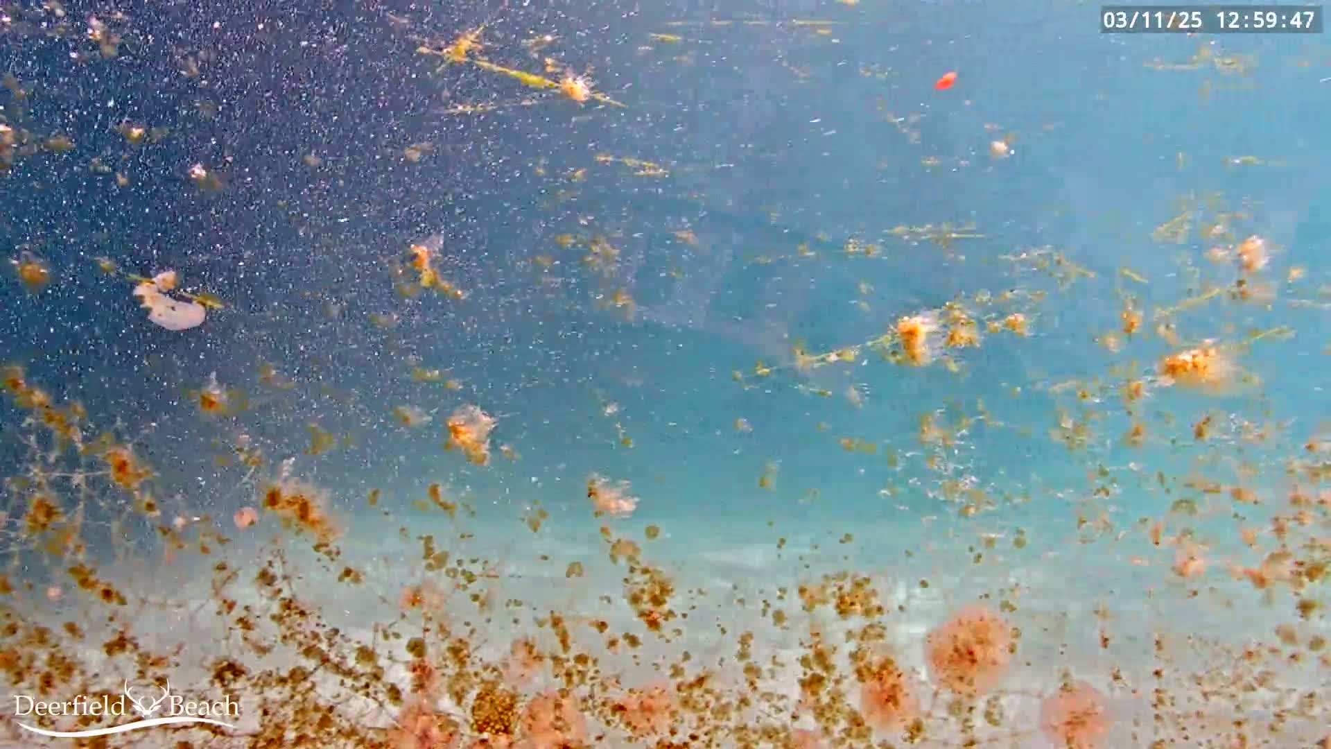 An underwater scene shows numerous small, translucent, orange-ish jellyfish and bits of seaweed suspended in blue-green water above a sandy bottom.