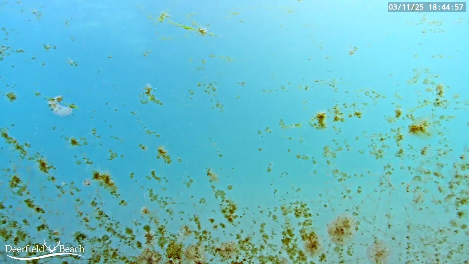 The image shows a light blue underwater scene with scattered patches of greenish-brown algae.