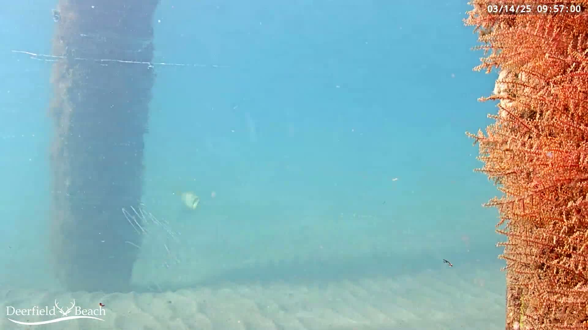 An underwater scene shows a large, dark vertical structure, a sandy bottom, a small fish, and a coral-like structure to the right.