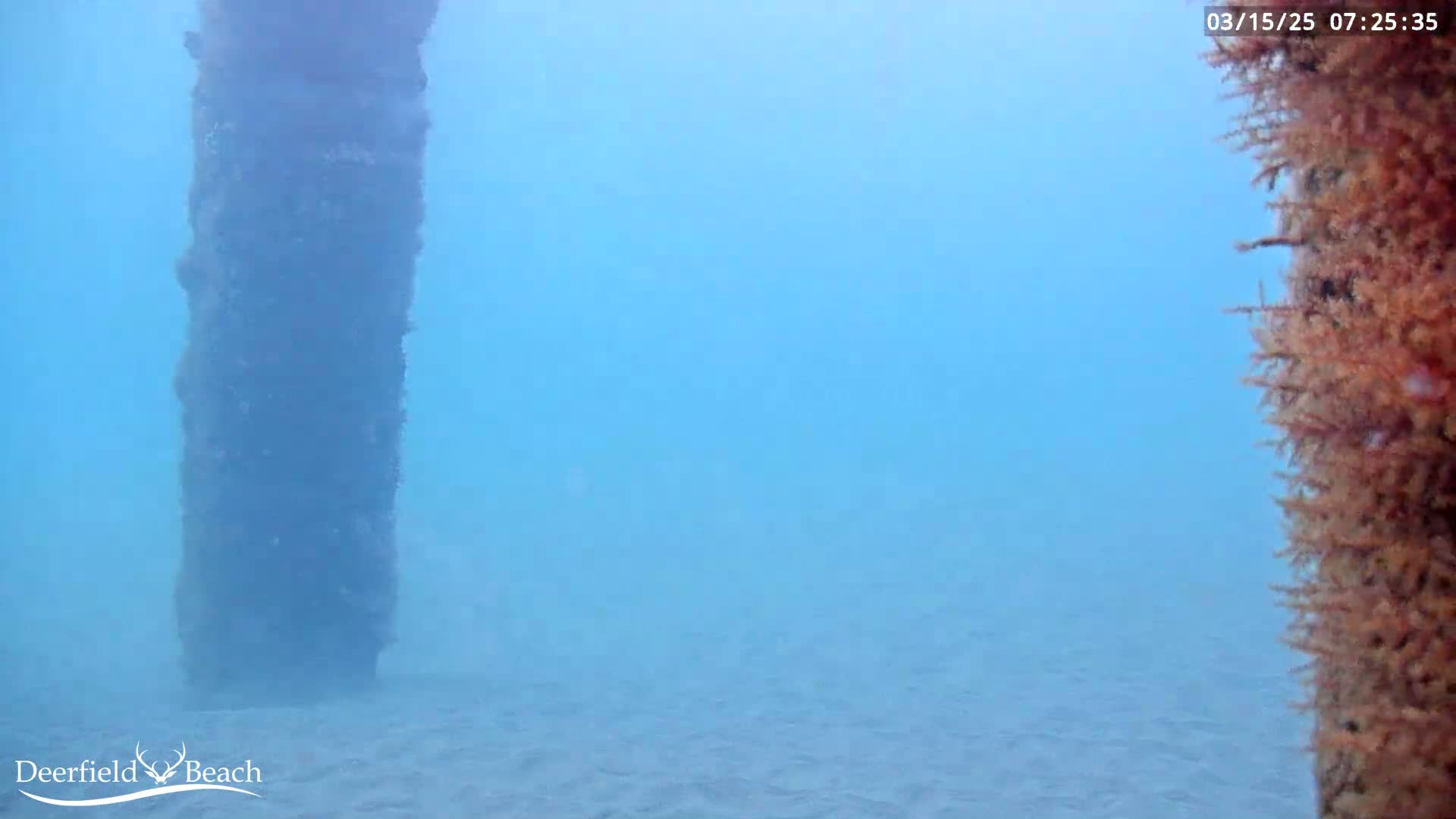 An underwater scene shows a large, dark vertical structure partially covered in marine growth, next to a lighter-colored, bushy coral formation, in somewhat murky, light blue water.