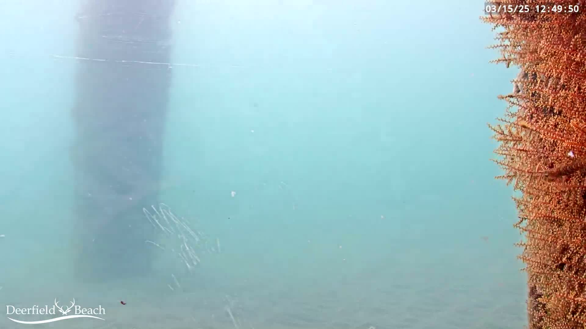 An underwater view shows a large, dark structure to the left and a reddish-orange, plant-like growth to the right, in relatively clear, light-blue water.