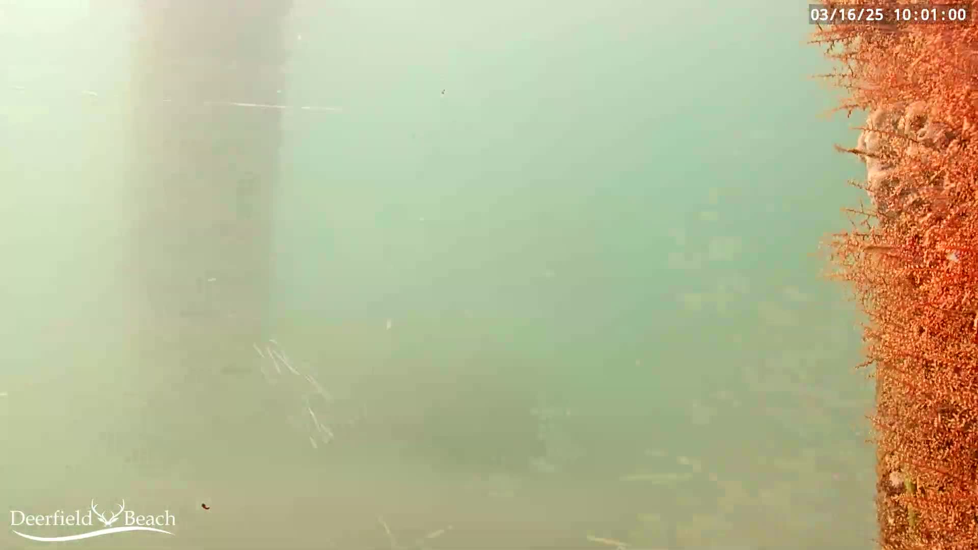 An underwater view shows murky, greenish water with a large, dark structure to the left and a reddish-brown, textured surface to the right.