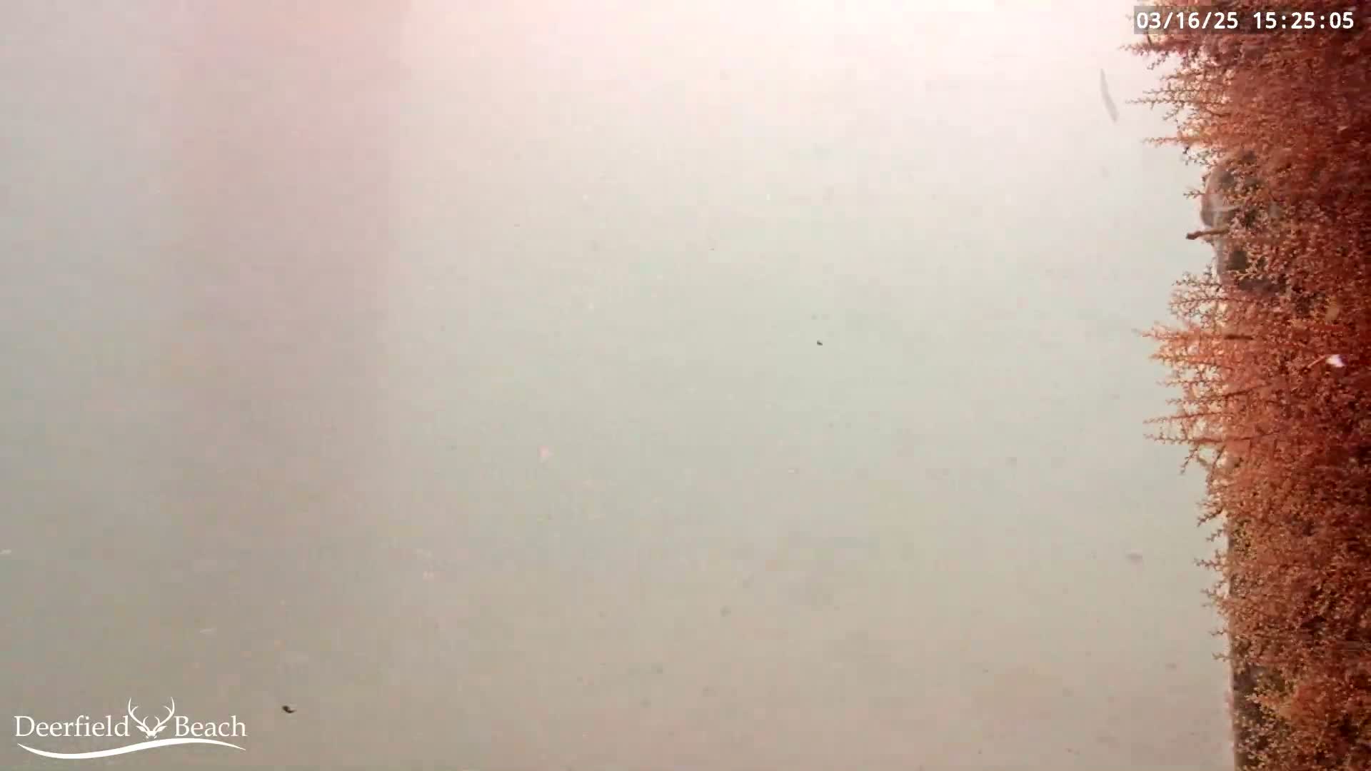 An underwater view shows murky water with a reddish-brown, feathery organism attached to a vertical structure on the right.