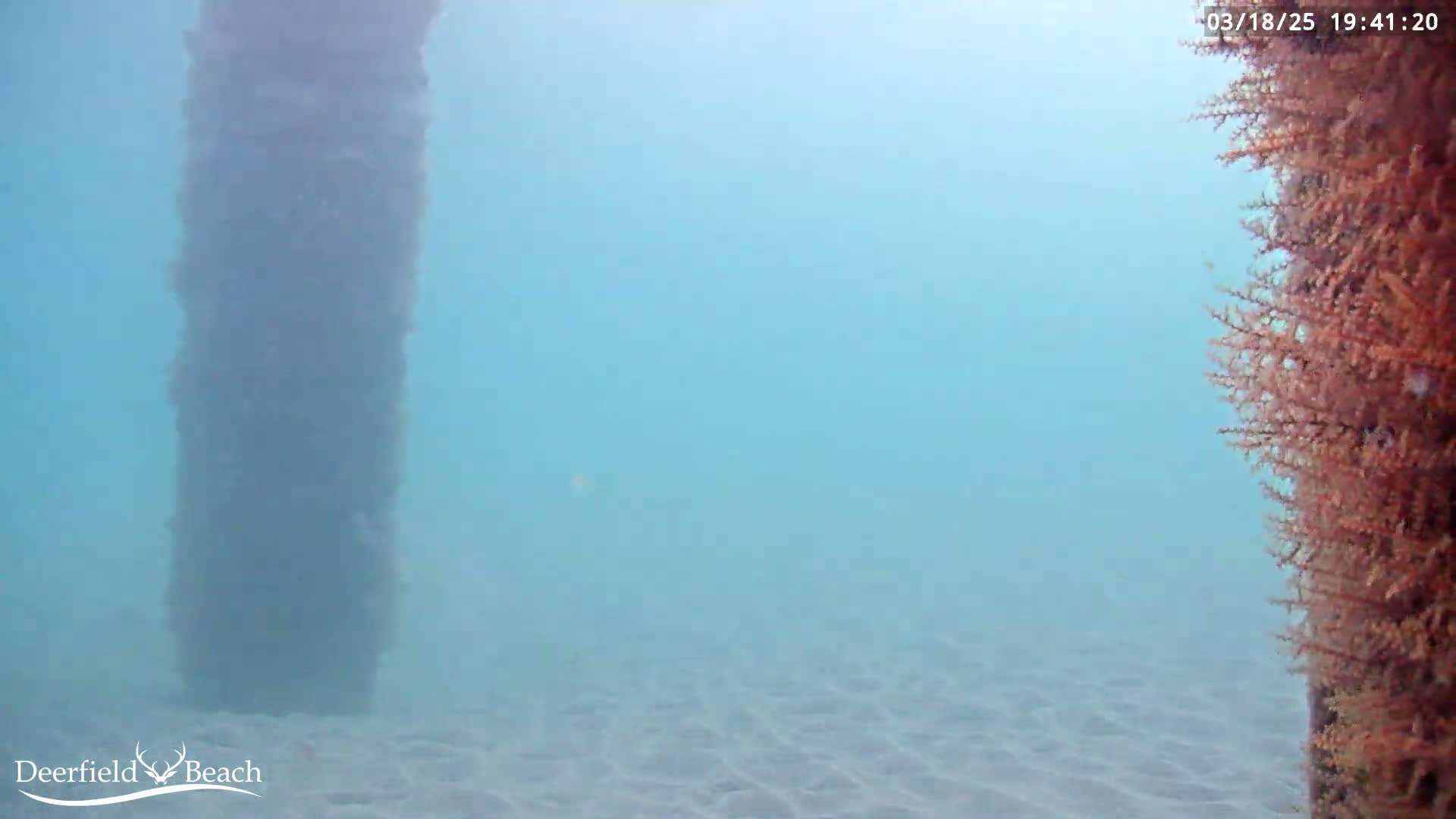 An underwater view shows a dark, vertical pillar and a reddish-brown, feathery plantlike structure on either side of a sandy ocean floor in clear, light-blue water.
