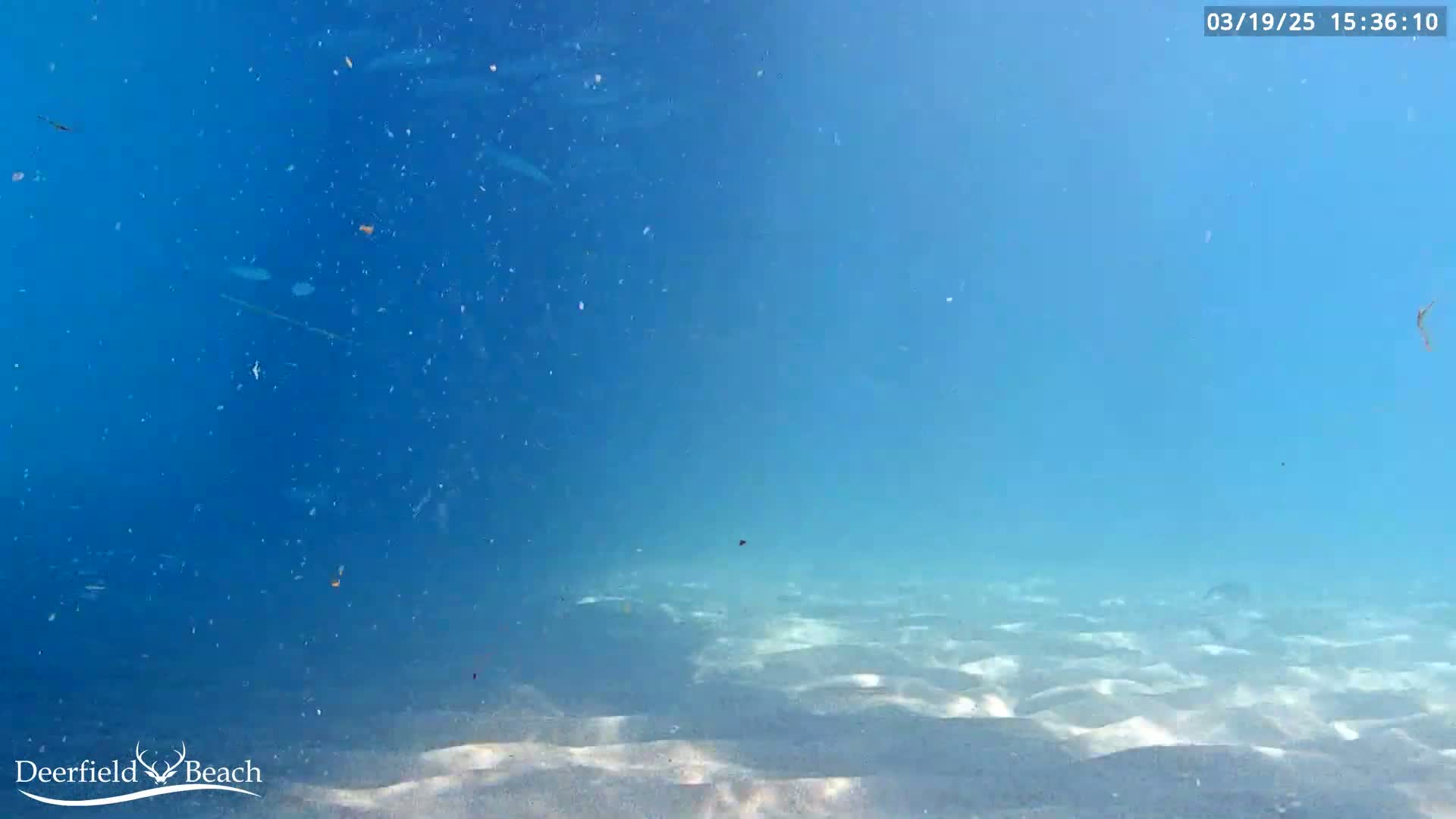 An underwater view shows a sandy ocean floor with many small particles suspended in the clear, blue water.
