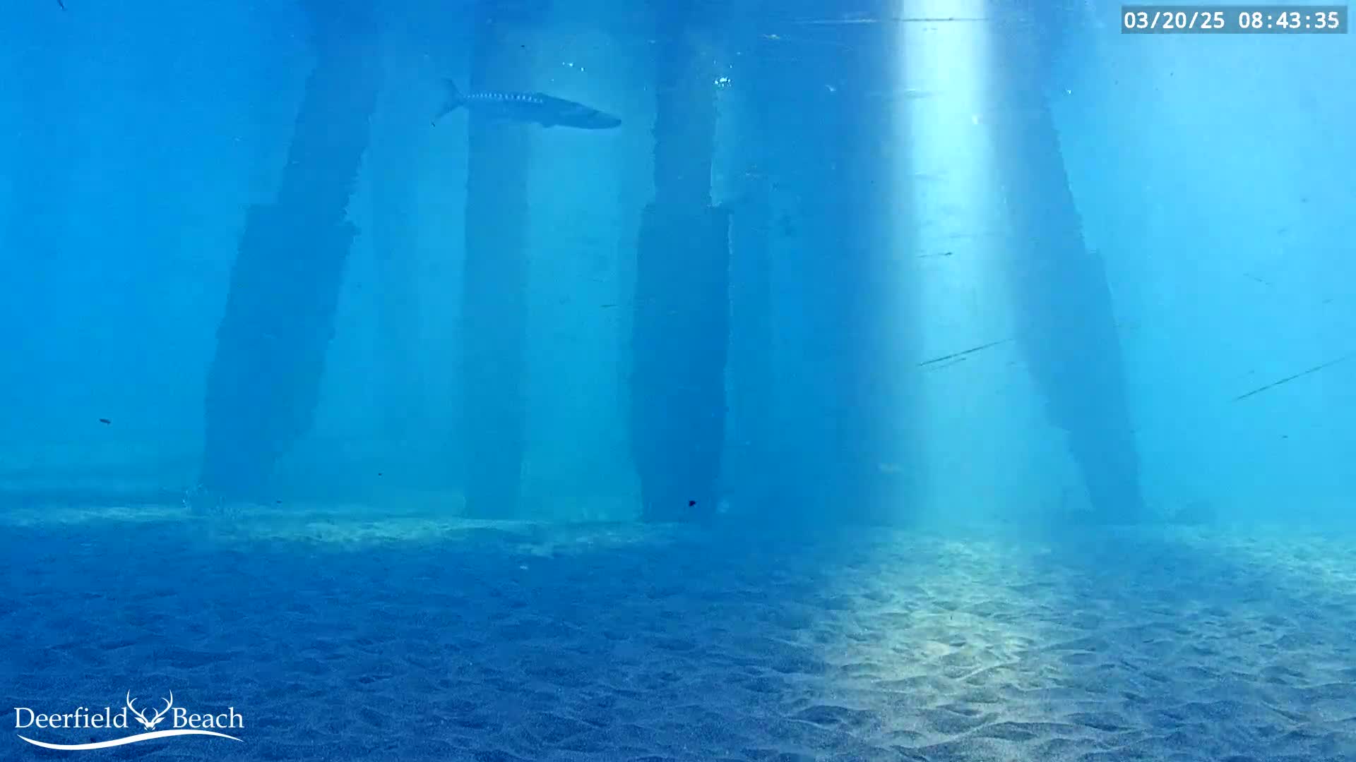 An underwater view shows a sandy bottom and several large pilings under a pier, with a fish swimming near the surface in bright, clear water.