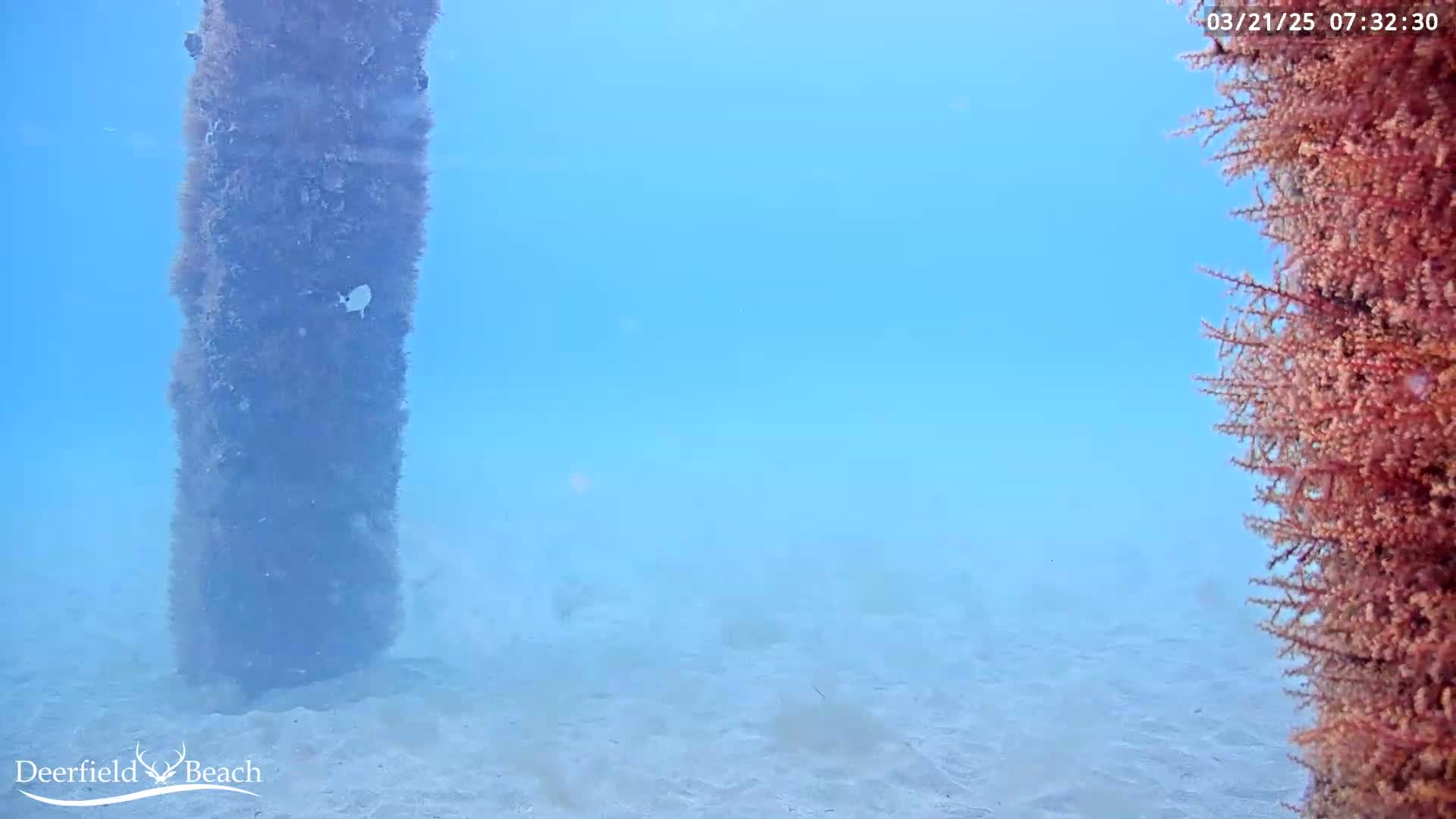 An underwater scene shows two submerged, seaweed-covered posts in clear, light blue water above a sandy ocean floor.