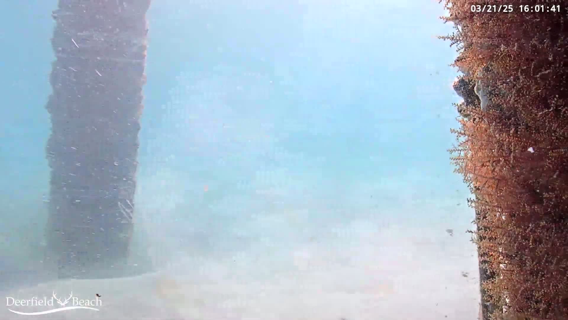 An underwater view shows two dark vertical pilings, one covered in reddish-brown aquatic growth, in murky, light-blue water.