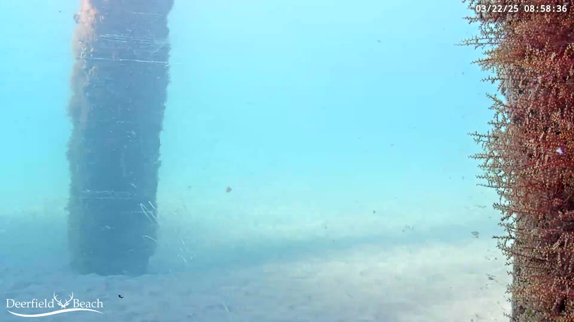 An underwater view shows a sandy bottom, a large dark pole covered in organisms, and a smaller reddish-brown pole also covered in organisms, in clear, light blue water.