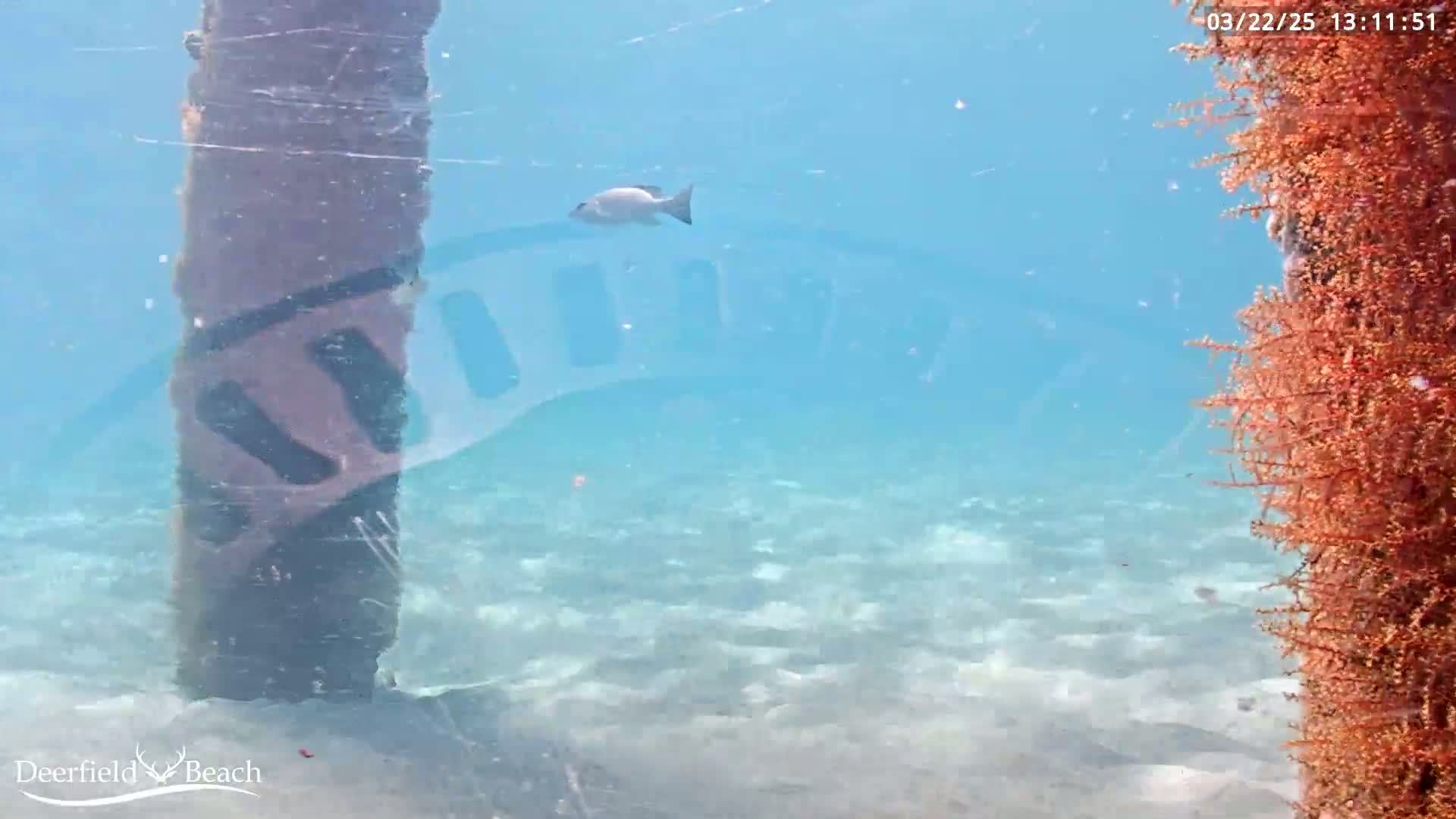 An underwater view shows a single fish swimming near a large, dark post and a cluster of reddish-orange coral in clear, light blue water.