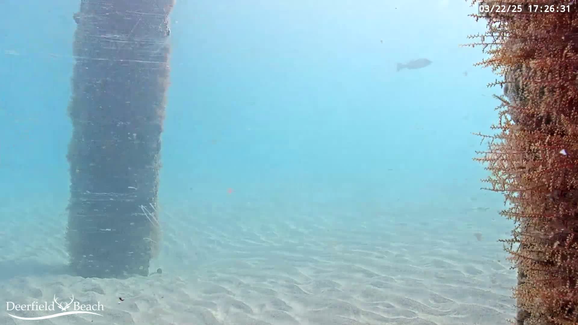 An underwater scene shows a sandy bottom, a large dark vertical pillar, and a reddish-brown plant-like structure to the right, all in clear, light blue water.